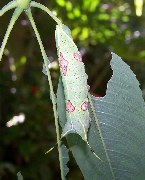 FIGURE 2e FIGURE 2e